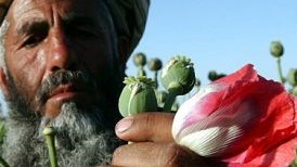 بازار پادشاه هرويين رونق بيشتر می گيرد!
