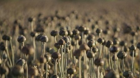 افغانستان؛ افیون او ښځینه جنسي وسواس