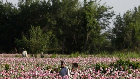 نبرد با طالبان یا همکاری با برادران قندهاری برای محافظت از مزارع کوکنار؟
