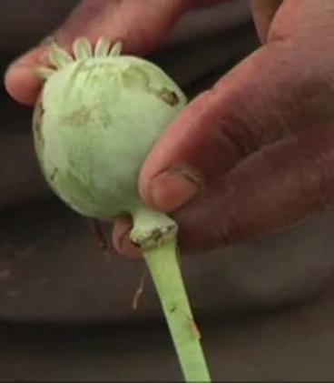 امیدواری قبایل افغان در دو سوی مرز به افزایش 50 درصدی تولید مواد مخدر